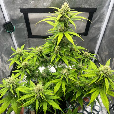Berta growlog timeline photo