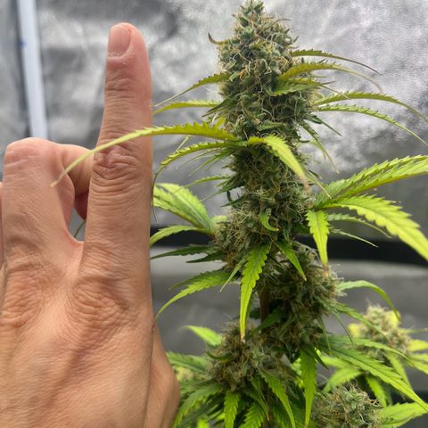 Berta growlog timeline photo