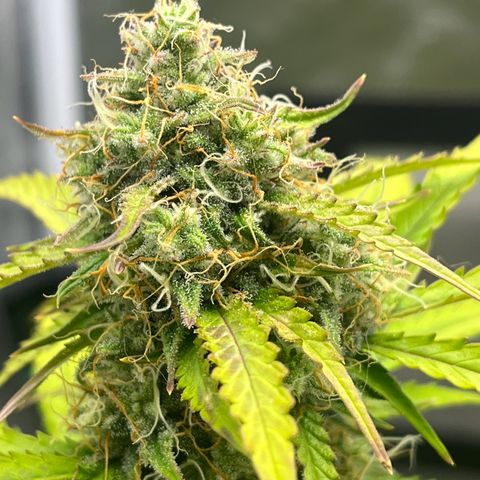 Berta growlog timeline photo