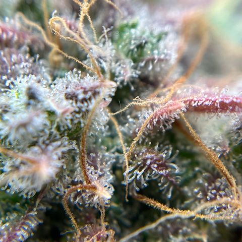 Berta growlog timeline photo