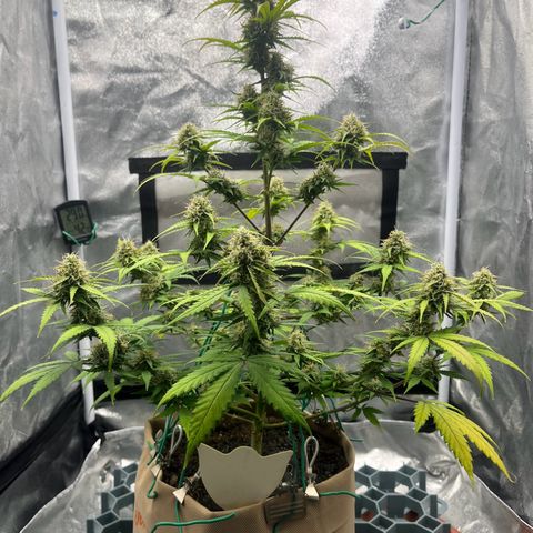 Berta growlog timeline photo