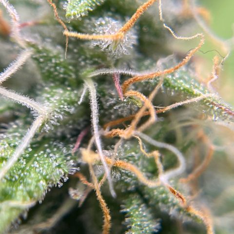 Berta growlog timeline photo