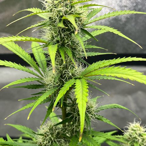 Berta growlog timeline photo