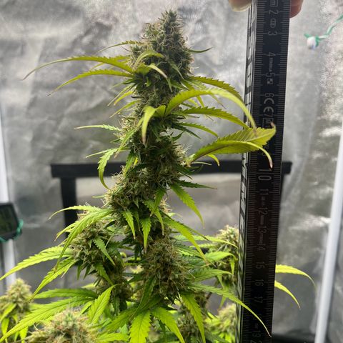 Berta growlog timeline photo