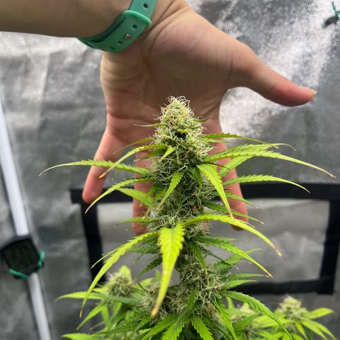 Berta growlog timeline photo