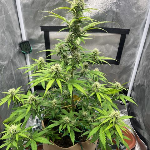 Berta growlog timeline photo