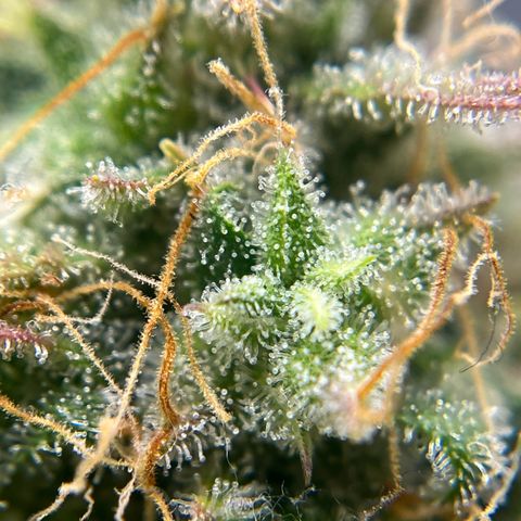 Berta growlog timeline photo