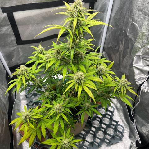 Berta growlog timeline photo