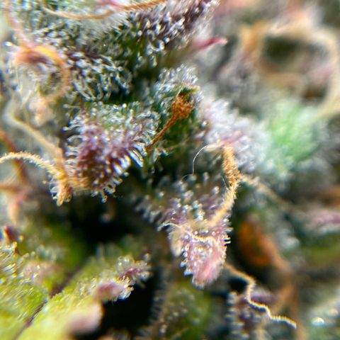 Berta growlog timeline photo