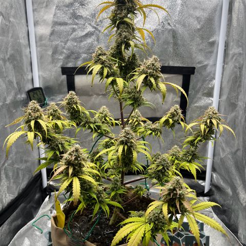 Berta growlog timeline photo