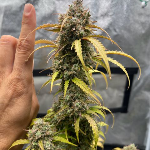 Berta growlog timeline photo