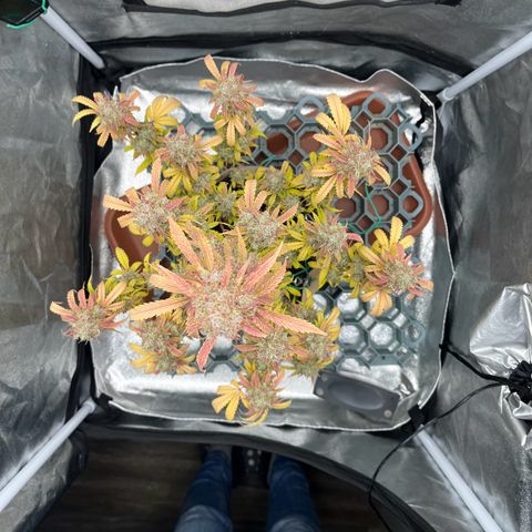 Berta growlog timeline photo