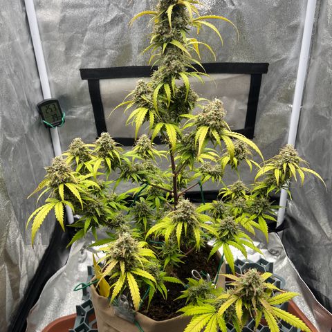 Berta growlog timeline photo