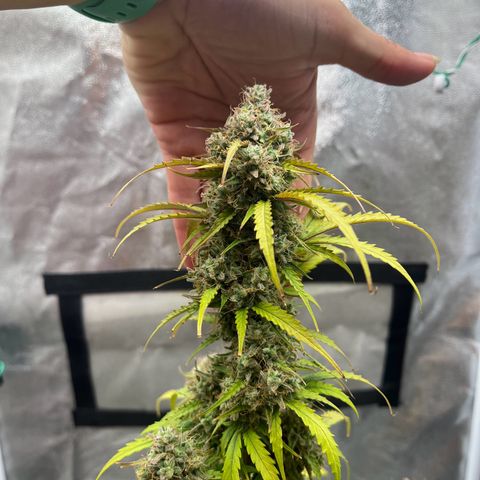 Berta growlog timeline photo