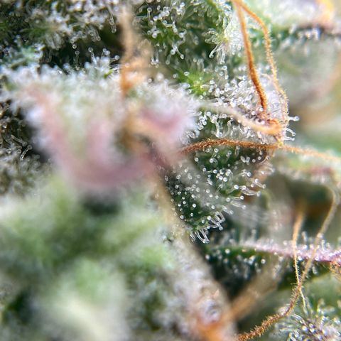 Berta growlog timeline photo