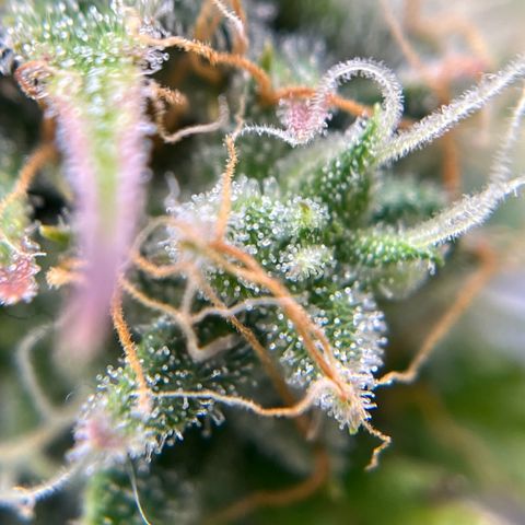 Berta growlog timeline photo