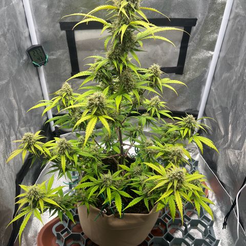 Berta growlog timeline photo