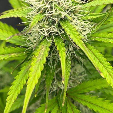 Berta growlog photo: Ich glaube es herbstet etwas im Garten 