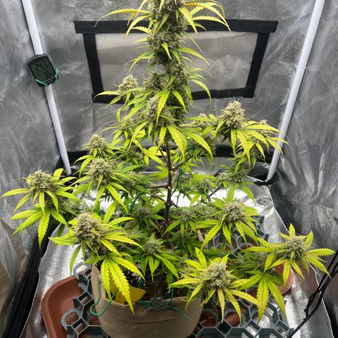 Berta growlog timeline photo