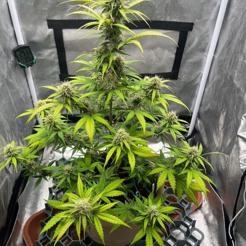 Berta growlog timeline photo
