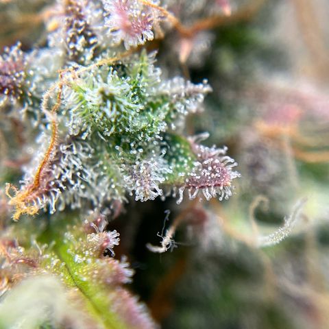 Berta growlog timeline photo