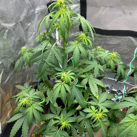 Berta growlog photo: Auch hier n Ticken zu spät gegossen 