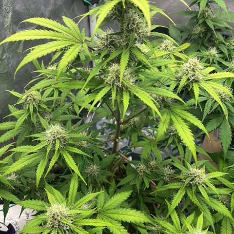 Berta growlog timeline photo
