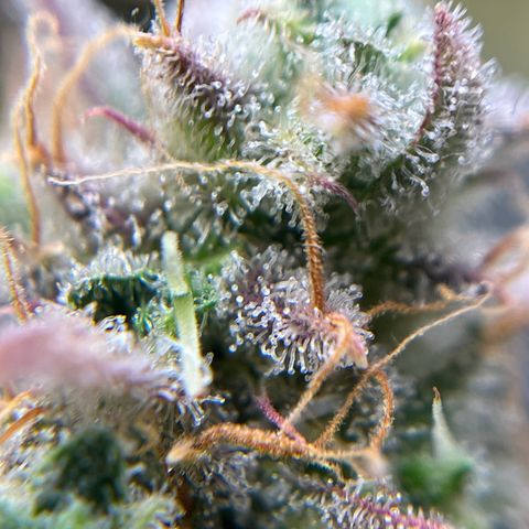 Berta growlog timeline photo