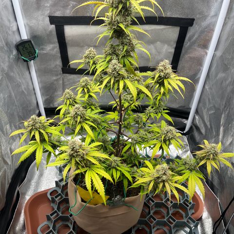 Berta growlog timeline photo