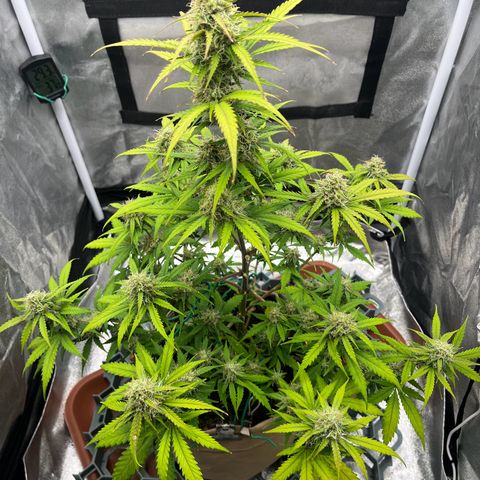 Berta growlog timeline photo