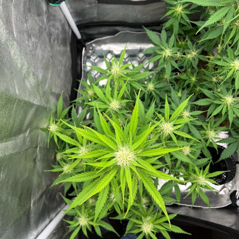 Berta growlog timeline photo