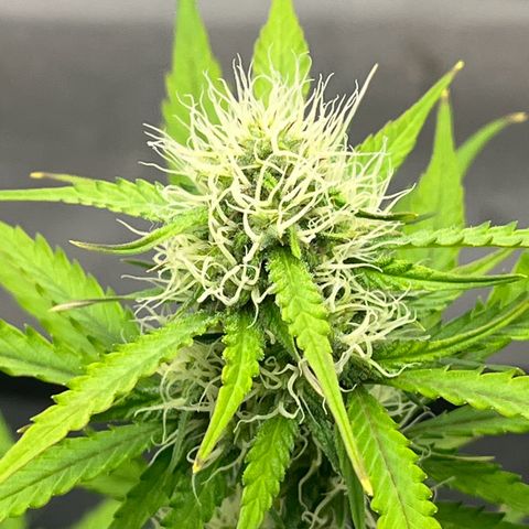 Berta growlog timeline photo