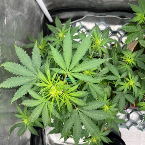 Berta growlog photo: Auch hier n Ticken zu spät gegossen 