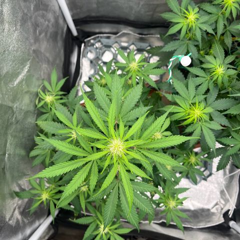 Berta growlog timeline photo