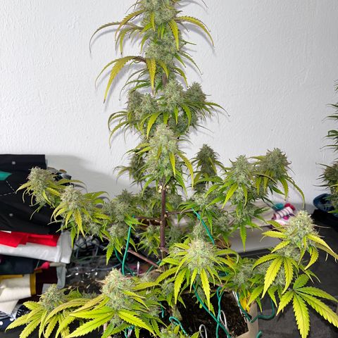Berta growlog timeline photo