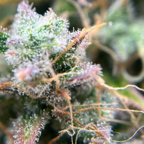 Berta growlog timeline photo