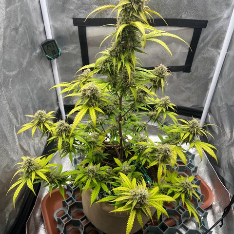 Berta growlog timeline photo