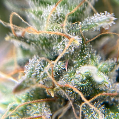 Berta growlog timeline photo