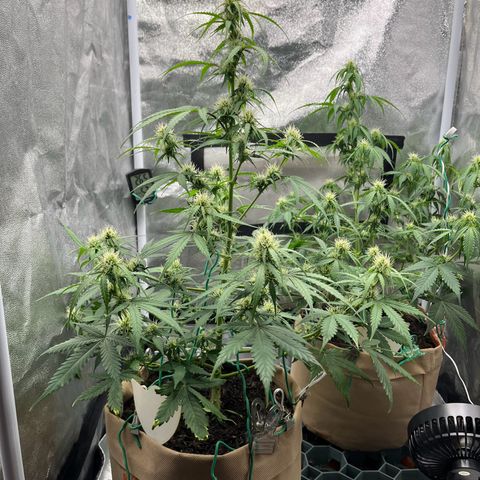 Berta growlog photo: Nach dem Beschneiden 