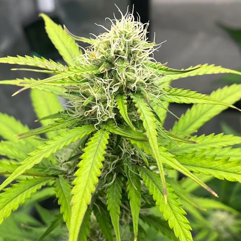 Berta growlog timeline photo