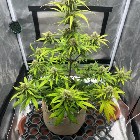 Berta growlog timeline photo