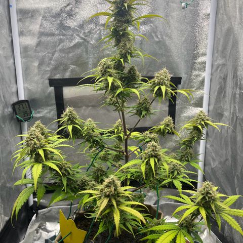 Berta growlog timeline photo