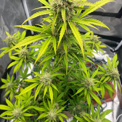 Berta growlog timeline photo