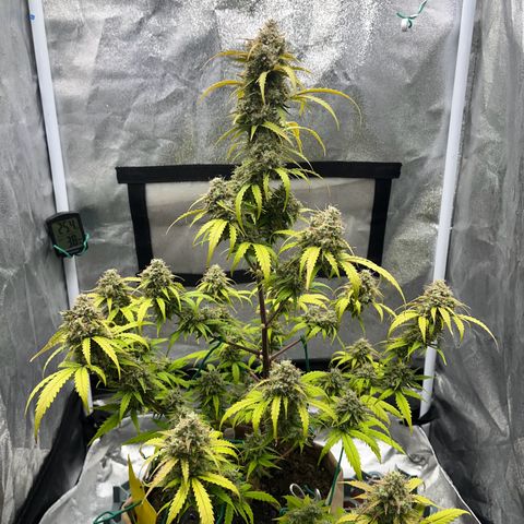 Berta growlog timeline photo