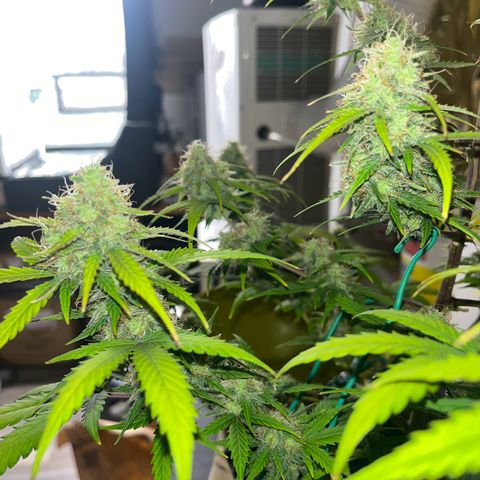 Berta growlog timeline photo