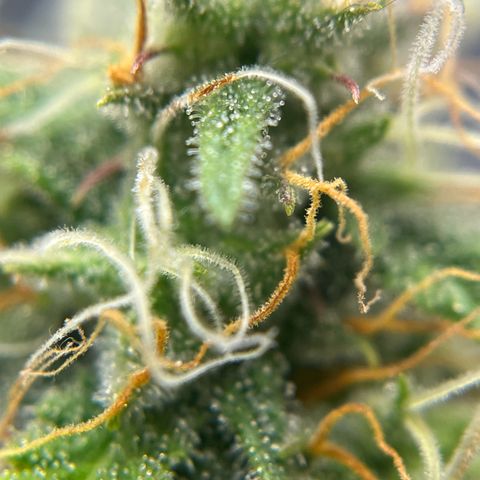 Berta growlog timeline photo