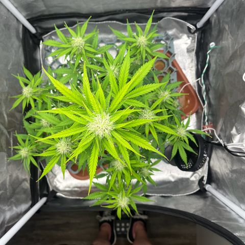 Berta growlog timeline photo