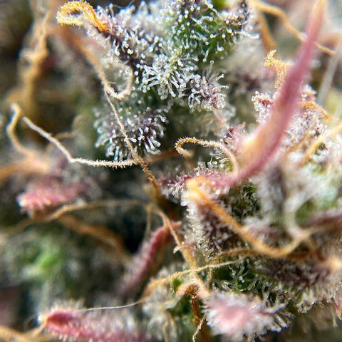 Berta growlog timeline photo