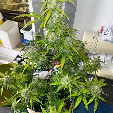 Berta growlog timeline photo