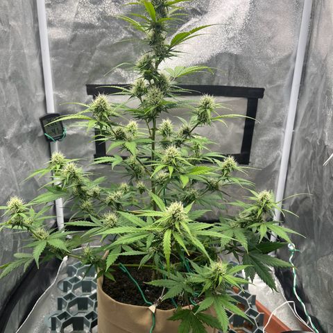 Berta growlog timeline photo